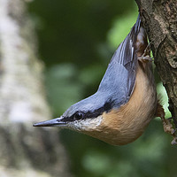 Buy canvas prints of Nuthatch 2 by Martin Kemp Wildlife