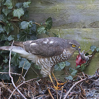 Buy canvas prints of Sparrowhawk with Mouse   by Martin Kemp Wildlife