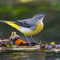 Buy canvas prints of Grey Wagtail by Martin Kemp Wildlife