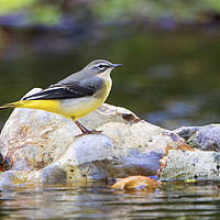 Buy canvas prints of Grey Wagtail on the Rocks by Martin Kemp Wildlife