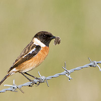 Buy canvas prints of Male Stonechat by Martin Kemp Wildlife