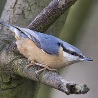 Buy canvas prints of Nuthatch 1 by Martin Kemp Wildlife
