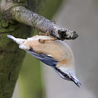Buy canvas prints of Nuthatch 2 by Martin Kemp Wildlife