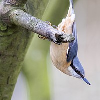 Buy canvas prints of Nuthatch 3 by Martin Kemp Wildlife