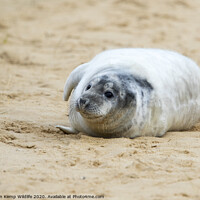 Buy canvas prints of  Seal on the Beach by Martin Kemp Wildlife