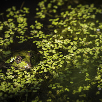 Buy canvas prints of Frog relaxing in lake by steven ibinson