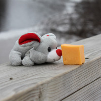 Buy canvas prints of A mouse and his cheese. by Albert Gallant