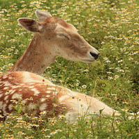Buy canvas prints of Deer in the Daisies by Albert Gallant