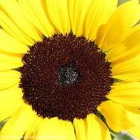 Buy canvas prints of Sunflower by Albert Gallant