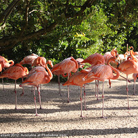 Buy canvas prints of Pink Flamingoes by Albert Gallant