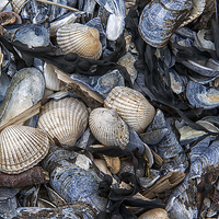 Buy canvas prints of  Cockles and Mussels by Karen Appleyard