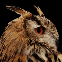 Buy canvas prints of Proud Eagle Owl by carol mcrae