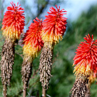 Buy canvas prints of Red hot pokers by Marilyn PARKER