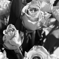 Buy canvas prints of Black and white bouquet by Marilyn PARKER