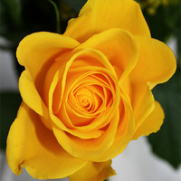 Buy canvas prints of Beautiful yellow rose by Marilyn PARKER