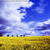 Buy canvas prints of Coombe Abbey Rape Field by carl barbour canvas