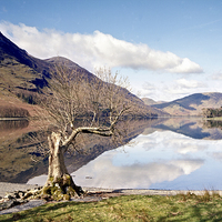 Buy canvas prints of  Buttermere Lone Tree by carl barbour canvas