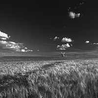 Buy canvas prints of Chesterton Windmill mono by carl barbour canvas