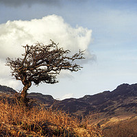 Buy canvas prints of Lone Tree at Mymbyr by carl barbour canvas