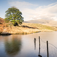 Buy canvas prints of Lone tree at Llyn Dywarchen by carl barbour canvas
