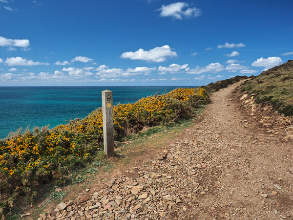 Cornwall sea and coast path Picture Board by mark humpage