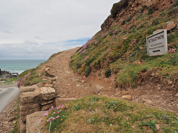 Cornwall coast path overlooking Chapel Porth Picture Board by mark humpage