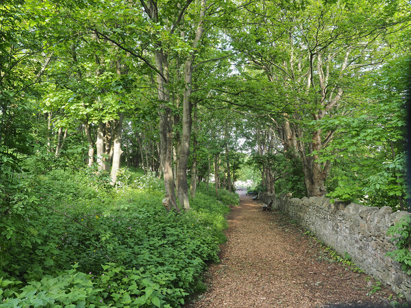 Tree lined path at St Andrews church, Clevedon Picture Board by mark humpage