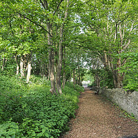 Buy canvas prints of Tree lined path at St Andrews church, Clevedon by mark humpage