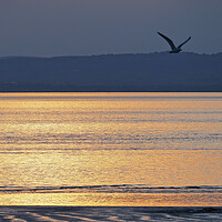 Buy canvas prints of Bird flying in golden Sunset over water at Clevedon, Somerset. by mark humpage