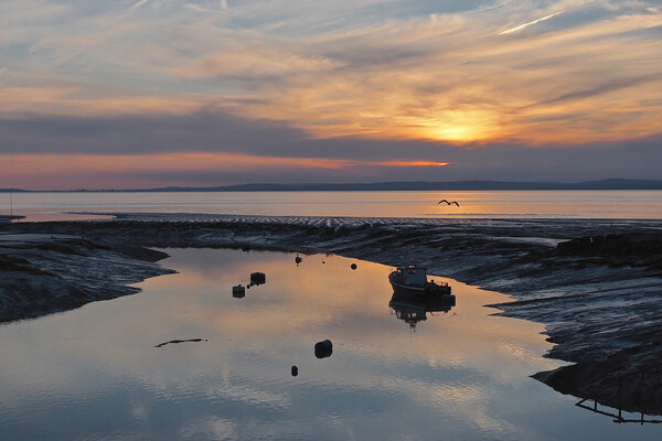 Bird flying in golden Sunset over water at Clevedon, Somerset. Picture Board by mark humpage