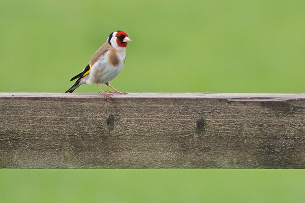 Goldfinch Picture Board by mark humpage