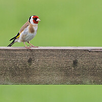 Buy canvas prints of Goldfinch by mark humpage
