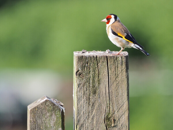 Goldfinch on fence  Picture Board by mark humpage