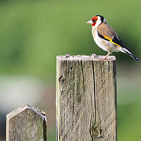 Buy canvas prints of Goldfinch on fence  by mark humpage