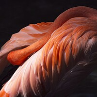 Orange Flamingo Feathers in Tampa
