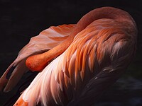 Click to show how this picture will look as a piece of wall art