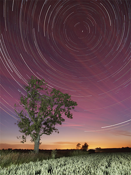 Star trail and tree Picture Board by mark humpage