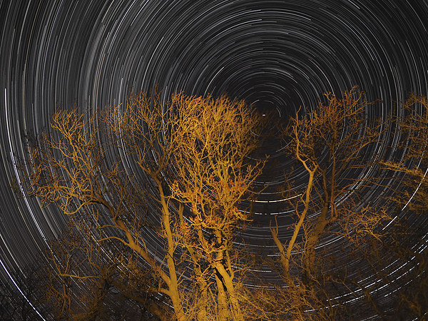 Star trail with trees Picture Board by mark humpage