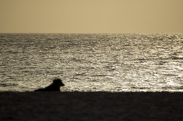 Dog watching Cape Verde sunset Picture Board by mark humpage
