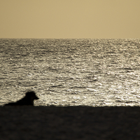 Buy canvas prints of Dog watching Cape Verde sunset by mark humpage