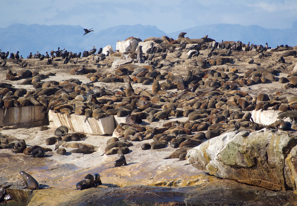 Seal Island, South Africa      Picture Board by mark humpage