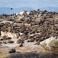 Buy canvas prints of Seal Island, South Africa      by mark humpage
