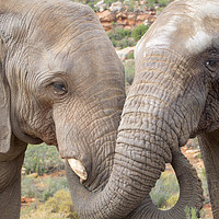 Buy canvas prints of Elephants South Africa        by mark humpage