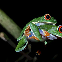 Buy canvas prints of Red-Eyed Tree Frog by mark humpage