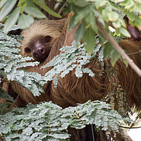 Buy canvas prints of Costa Rica Sloth by mark humpage