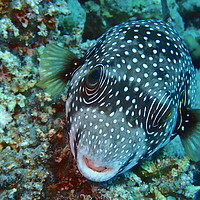 Buy canvas prints of Red Sea Pufferfish by mark humpage