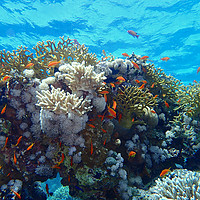 Buy canvas prints of Red Sea Underwater life by mark humpage