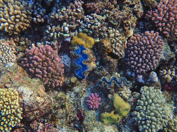 Red Sea Coral Colour Picture Board by mark humpage
