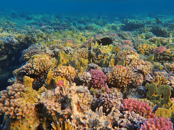 Marsa Alam Coral Picture Board by mark humpage