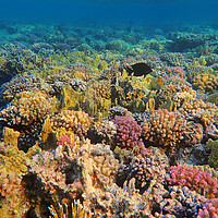 Buy canvas prints of Marsa Alam Coral by mark humpage